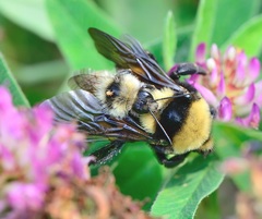 Bombus fragrans