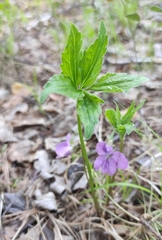Viola dactyloides