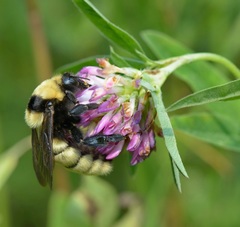 Bombus fragrans