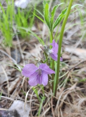 Viola dactyloides