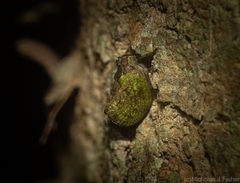 Cotylana angustifrons