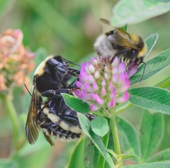 Bombus fragrans