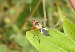 Dysdercus mimus