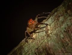 Prostheclina pallida