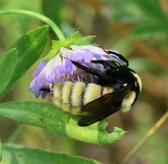Bombus fragrans