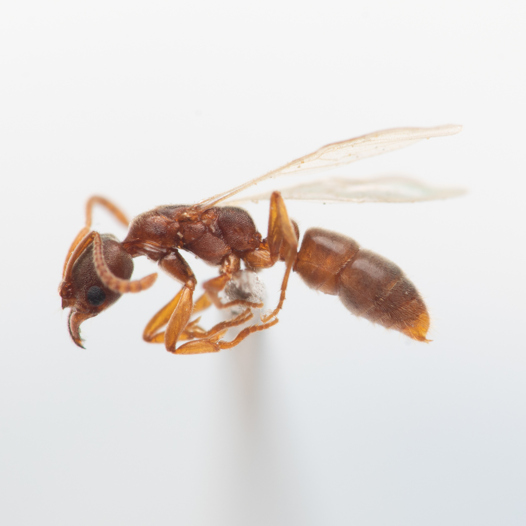 Parvaponera darwinii