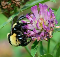 Bombus fragrans
