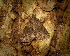 Polyclysta hypogrammata