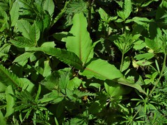 Bistorta amplexicaulis