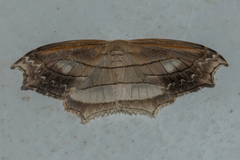 Leucoblepsis excisa