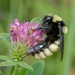 Bombus fragrans - Photo (c) Хаматов Гадылхан, algunos derechos reservados (CC BY-NC), subido por Хаматов Гадылхан