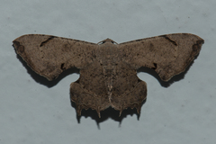 Dysaethria quadricaudata