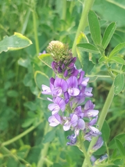 Medicago sativa