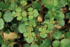 Chrysosplenium formosanum