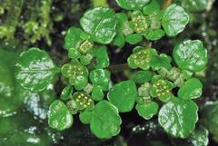 Chrysosplenium formosanum