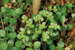 Chrysosplenium formosanum