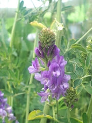 Medicago sativa
