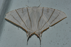 Ourapteryx podaliriata