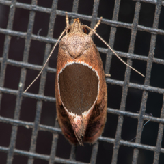 Hoplomorpha abalienella