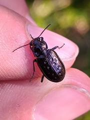 Blethisa multipunctata