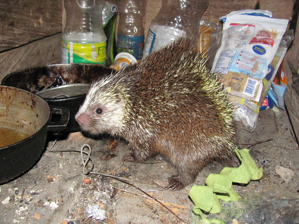 Stump-tailed Porcupine