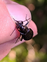 Blethisa multipunctata