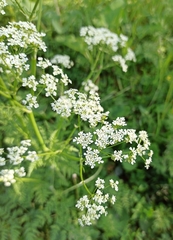 Anthriscus sylvestris