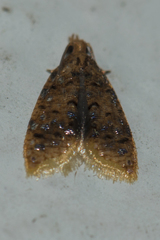 Protopterna chalybias