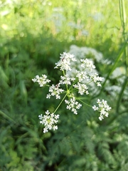 Anthriscus sylvestris