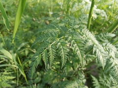 Anthriscus sylvestris