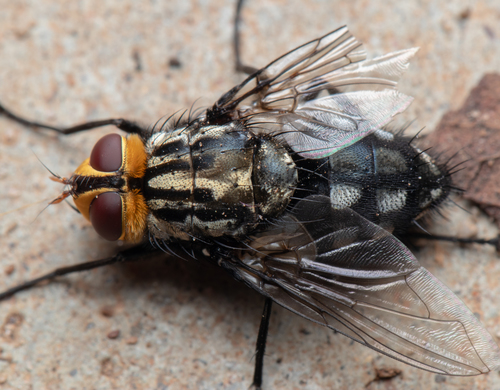Genus Zita · iNaturalist
