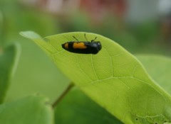 Ptosima gibbicollis