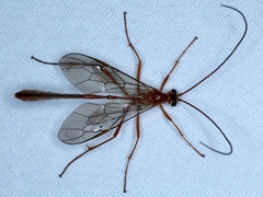 Dicamptus fuscicornis