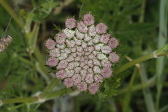 Daucus carota gummifer