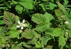 Rubus × loganobaccus
