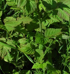 Rubus × loganobaccus
