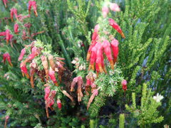 Erica monadelphia