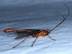 Dicamptus fuscicornis