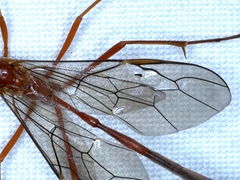 Dicamptus fuscicornis