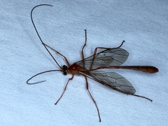 Dicamptus fuscicornis