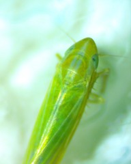Dikraneura angustata
