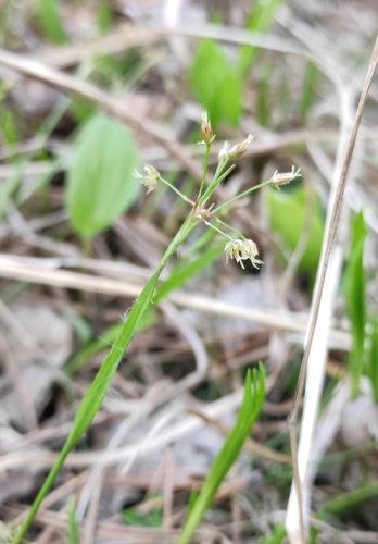 Image of Luzula rufescens by (c) Юлия, some rights reserved (CC BY)