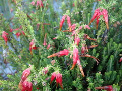 Erica monadelphia