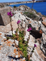 Antirrhinum majus