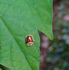 Aspidimorpha furcata