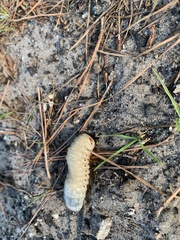 Dynastes tityus