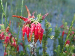 Erica monadelphia