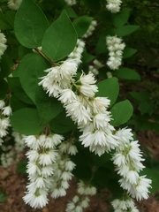 Deutzia scabra