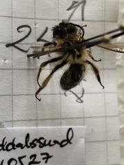 Andrena nigroaenea