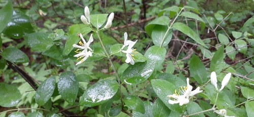 Lonicera morrowii